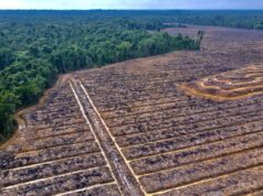 Krisis Tenurial di Timur: Analisis Dampak Pelepasan Kawasan Hutan Skala Masif di Papua Selatan Krisis Tenurial di Timur: Analisis Dampak Pelepasan Kawasan Hutan Skala Masif di Papua Selatan