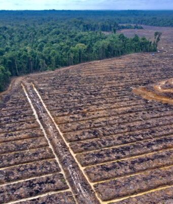 Krisis Tenurial di Timur: Analisis Dampak Pelepasan Kawasan Hutan Skala Masif di Papua Selatan Krisis Tenurial di Timur: Analisis Dampak Pelepasan Kawasan Hutan Skala Masif di Papua Selatan