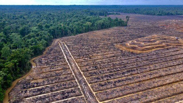 Krisis Tenurial di Timur: Analisis Dampak Pelepasan Kawasan Hutan Skala Masif di Papua Selatan